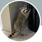 The real Rocket — a raccoon standing upright at an office doorway in Lake Mary